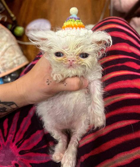 Candy Kittens Tiktok at Liam Dun blog