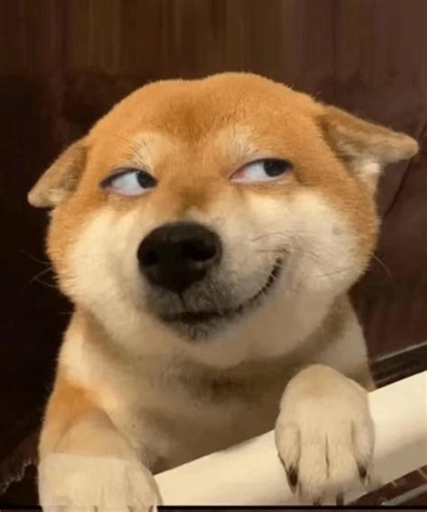 Dog Side Eye Meme: Why Your Pup’s Judgy Look Took Over the Internet ...