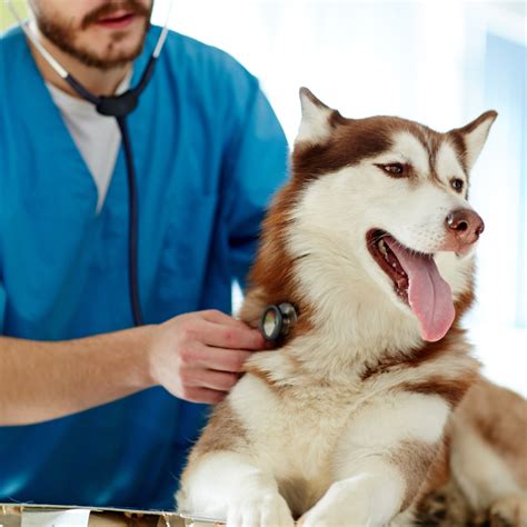 Heartworm Misconceptions: What Every Lubbock Pet Owner Should Know ...