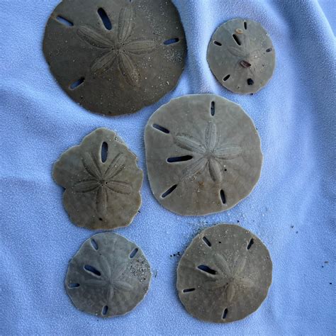 Indian Pass Campground | Port St. Joe, Florida