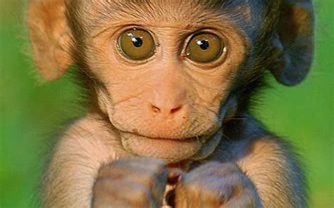 [100+] Funny Monkey Wallpapers | Wallpapers.com
