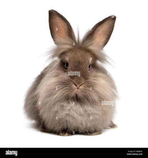 Long haired white brown rabbit Cut Out Stock Images & Pictures - Alamy
