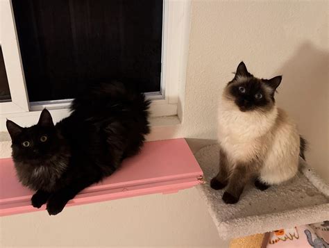 The Caffeinated Cat Cafe | Just Arrived! Meet Maggie & Paia! This ...