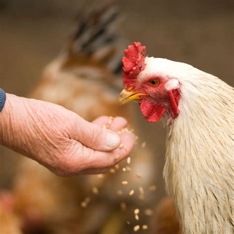 How to Look After Baby Chicks