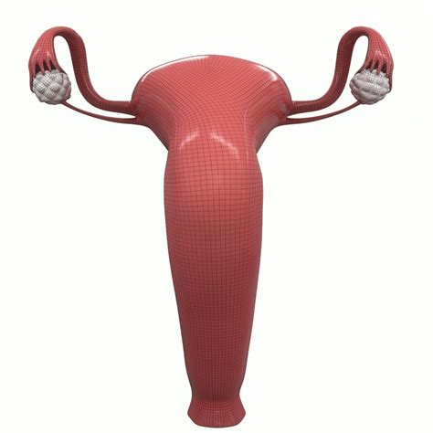 3D female reproductive model - TurboSquid 1402033