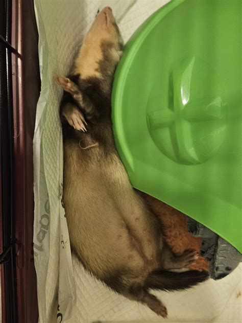 Full of soup : r/ferrets