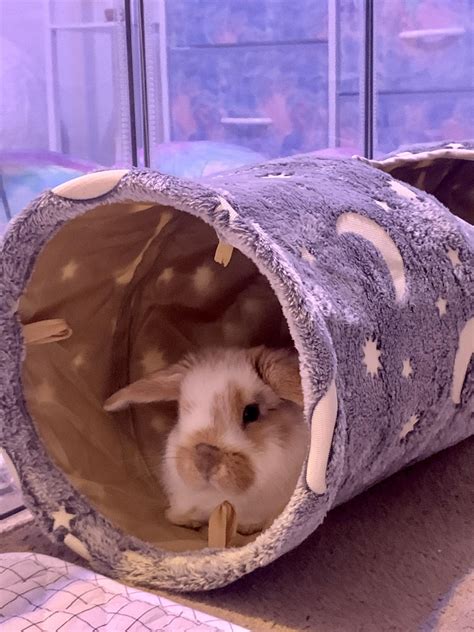 meet Tofu 🤍 my first bunny! : r/Bunnies