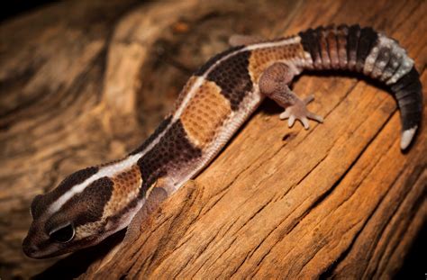 African Fat-tailed Gecko: An Introduction to Caring For Beginner - The ...