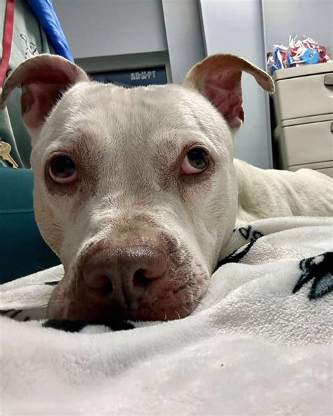 Lorain County Dog Kennel volunteers rally behind last dog waiting more ...