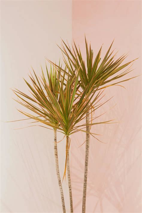 The Ultimate Dracaena Plant Care Guide: How to Grow Healthy Dragon Tre - Soltech