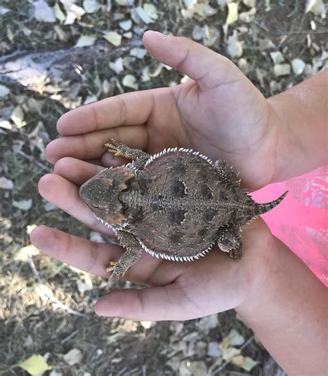 Greater short horned lizard (New Mexico) : r/reptiles