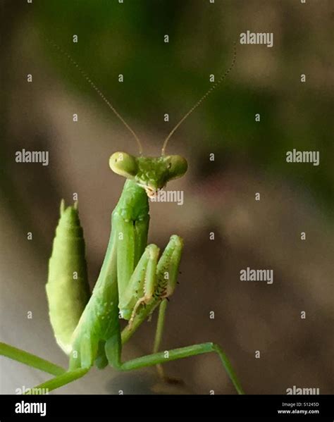 Praying mantis baby hi-res stock photography and images - Alamy