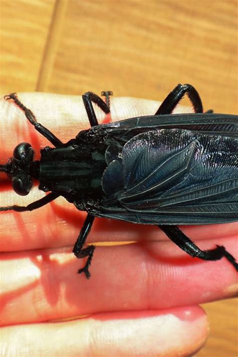 Largest Flies In North America