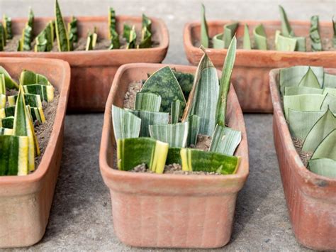 Snake Plant Propagation - Tips For Propagating Snake Plants | Gardening ...