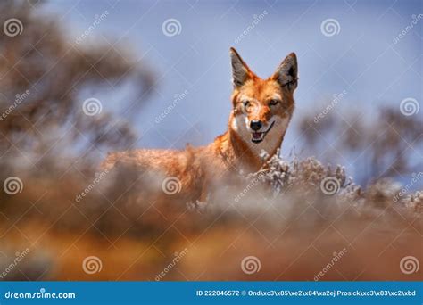 Ethiopian Wolf, Canis Simensis, in the Nature. Bale Mountains NP, Ethiopia. Rare Endemic Animal ...