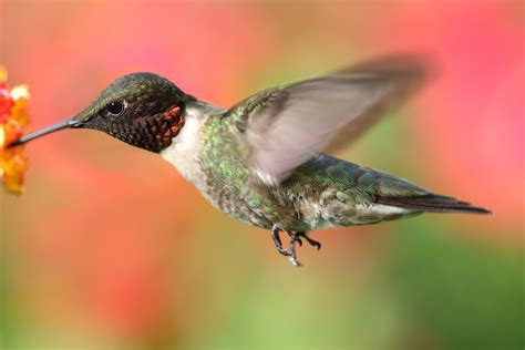 Fun Facts for Kids about Hummingbirds – Fun Facts 4 Kids