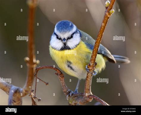 Blue tit on Italian Maple - France Stock Photo - Alamy