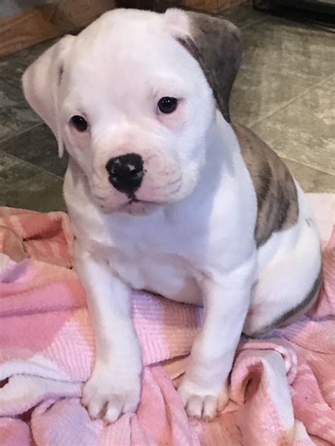 American Bulldog Puppies For Sale | Iowa Falls, IA #184334