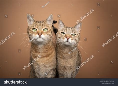 26,584 Two Tabby Cats Images, Stock Photos & Vectors | Shutterstock
