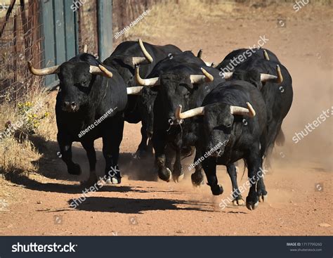Bull Running: Over 35,070 Royalty-Free Licensable Stock Photos ...