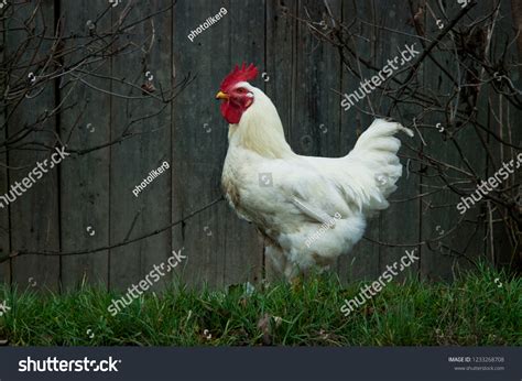 Nice Big White Cock Foto Stok 1233268708 | Shutterstock