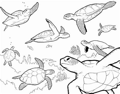 Turtle Outline Drawing at PaintingValley.com | Explore collection of ...