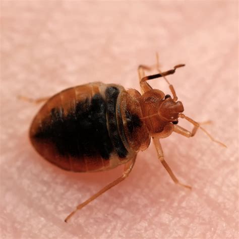 Bed Bugs' Life Cycle: Stages, Lifespan - Fantastic Pest Control