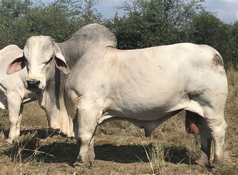 Brahman | Cattle, Breed, Heat Tolerance, Adaptability, & Facts | Britannica