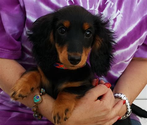Harlequin Dachshunds | Miniature Longhaired Dachshunds - breeders in ...