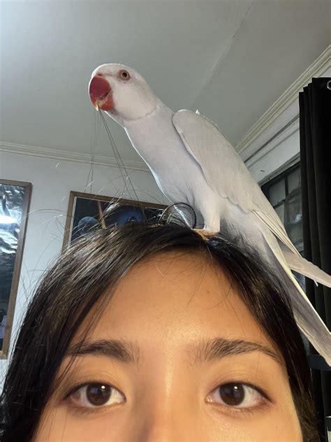 Is landing on my head a good thing or bad? Should this be corrected? : r/parrots