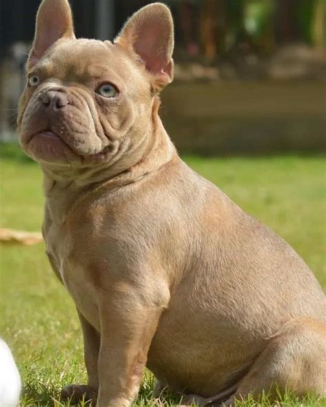 What Is The Rarest Color Of French Bulldog
