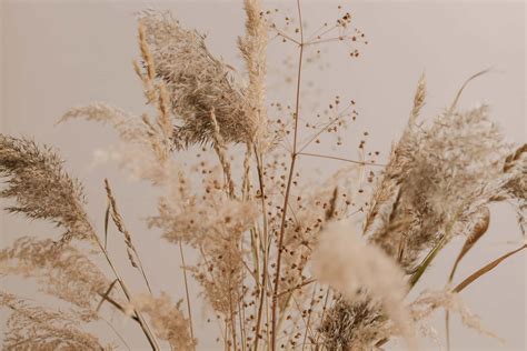 [100+] Pampas Grass Wallpapers | Wallpapers.com