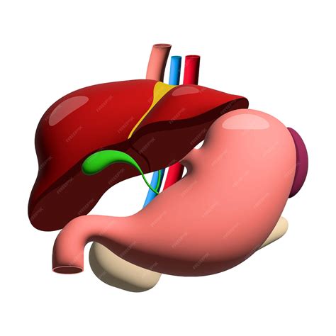 Premium Vector | Realistic liver stomach spleen pancreas anatomy ...