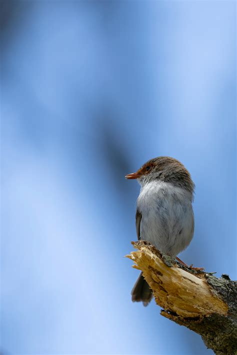 Tiny+Bikini+Gifs Photos, Download The BEST Free Tiny+Bikini+Gifs Stock ...