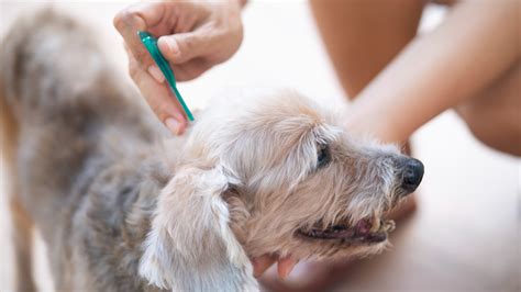Dog Tick Bite Medication at Nancy Herrick blog