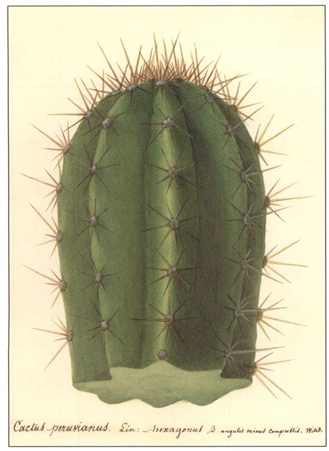 Wild cactus 1993 free download - californianet