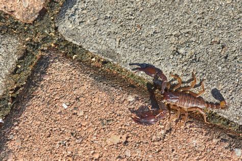 Are You Struggling To Get Rid Of A Scorpion Infestation?
