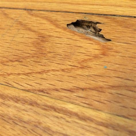 Termites On Hardwood Floor