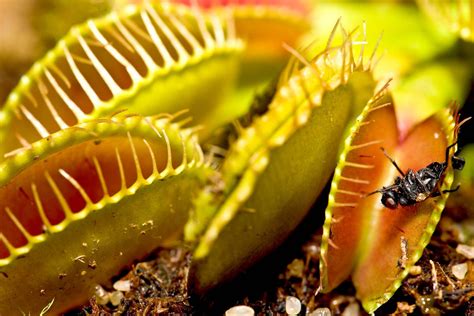 Venus flytrap | Description, Carnivorous Plant, Mechanism, Adaptations ...