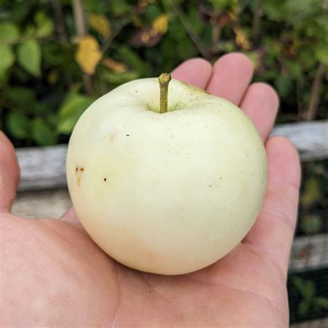 Waxing Moon Apple Bareroot – Silver Creek Nursery Ltd.