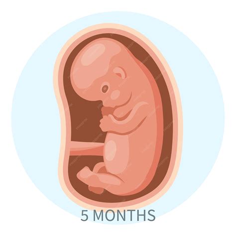 Fetal Development Month 5