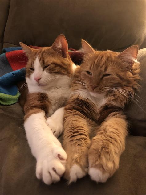 Atticus and Aslan are the definition of bonded brothers. 🧡🧡 : r/cats