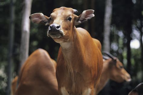 Does Yogurt Stop Diarrhea In Dogs