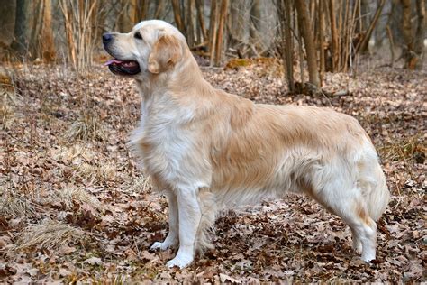 Golden Retriever - Temperament, Lifespan, Shedding, Puppy