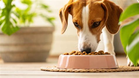 Does Dog Eat Cat Food? Understanding the Intriguing Attractiveness of ...