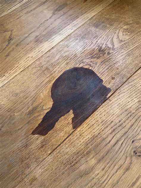 How to Get Dog Pee Out of Wood Floors - Dog Show TV