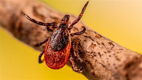 Tick-borne Encephalitis: Causes and How It Spreads | Tick-borne ...