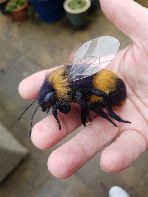 Giant Black Bumble Bee