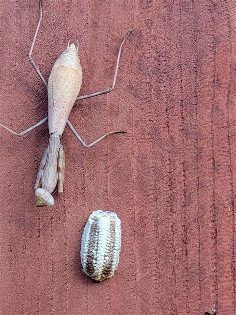 Praying Mantis Eggs Hatching Miomantis Caffra Wikipedia