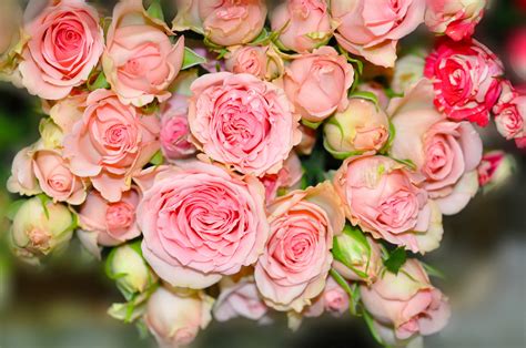 Roses, Closeup, Pink color, Flower-bud, HD Wallpaper | Rare Gallery